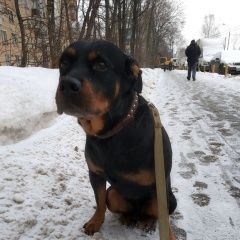 Подробнее об объявлении «Найдена собака кобель ротвейлер Москва» Фото: найдена собака Ротвейлер «Найдена собака кобель ротвейлер Москва» в г. Москва
