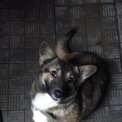 Подробнее об объявлении «Найдена собака кобель Краснодар» Фото: найдена собака  «Найдена собака кобель Краснодар» в г. Краснодар