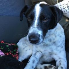 Подробнее об объявлении «Найдена собака кобель мальчик, среднего размера, пегий. Руза» Фото: найдена собака  «Найдена собака кобель мальчик, среднего...» в г. Руза