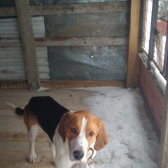 Подробнее об объявлении «Найдена собака русская пегая гончая кубинка- Нарофоминск» Фото: найдена собака Гончая «Найдена собака русская пегая гончая кубинка-...» в г. Нарофоминск