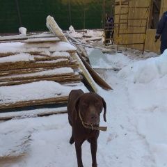 Подробнее об объявлении «Найдена собака кобель курцхаар можайское ш в районе м. вяземы Голицыно (Московская обл.)» Фото: найдена собака Курцхаар «Найдена собака кобель курцхаар можайское ш в...» в г. Голицыно (Московская обл.)