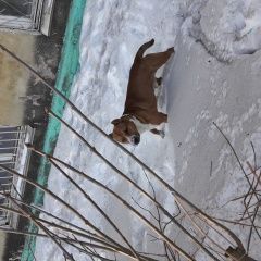 Подробнее об объявлении «Красноярск Найдена собака» Фото: найдена собака Стаффордширский бультерьер «Красноярск Найдена собака» в г. Красноярск