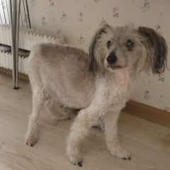 Подробнее об объявлении «Найдена собака район метро беляево Москва» Фото: найдена собака Китайская хохлатая собака «Найдена собака район метро беляево Москва» в г. Москва