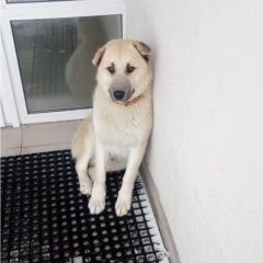 Подробнее об объявлении «Найдена собака кобель Москва» Фото: найдена собака  «Найдена собака кобель Москва» в г. Москва