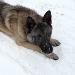 Подробнее об объявлении «Йошкар-Ола Найдена собака кобель овчарка метис» Фото: найдена собака Немецкая овчарка «Йошкар-Ола Найдена собака кобель овчарка метис» в г. Йошкар-Ола