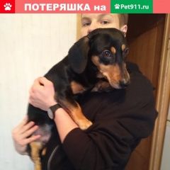 Подробнее об объявлении «Найдена собака кобель метис таксы Москва» Фото: найдена собака Такса «Найдена собака кобель метис таксы Москва» в г. Москва