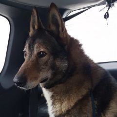 Подробнее об объявлении «Найдена собака кобель Звенигород» Фото: найдена собака Западно-сибирская лайка «Найдена собака кобель Звенигород» в г. Звенигород