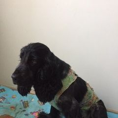 Подробнее об объявлении «Найдена собака 27.01 спаниель прикубанский округ Краснодар» Фото: найдена собака Русский охотничий спаниель «Найдена собака 27.01 спаниель прикубанский...» в г. Краснодар