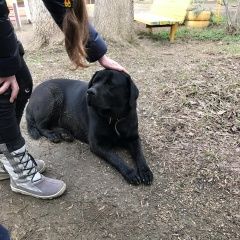 Подробнее об объявлении «Найдена собака Краснодар» Фото: найдена собака  «Найдена собака Краснодар» в г. Краснодар