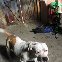 Подробнее об объявлении «Найдена собака Сальск» Фото: найдена собака Американский стаффордширский терьер «Найдена собака Сальск» в г. Сальск