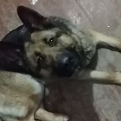 Подробнее об объявлении «Красноярск Найдена собака кобель» Фото: найдена собака Восточно-европейская овчарка «Красноярск Найдена собака кобель» в г. Красноярск