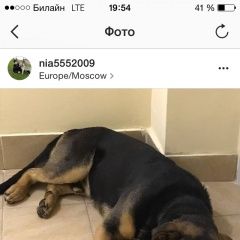 Подробнее об объявлении «Железнодорожный (Московск.) Найдена собака кобель помогите найти дом» Фото: найдена собака  «Железнодорожный (Московск.) Найдена собака...» в г. Железнодорожный (Московск.)