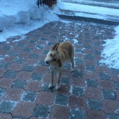 Подробнее об объявлении «Найдена собака Тюмень» Фото: найдена собака  «Найдена собака Тюмень» в г. Тюмень