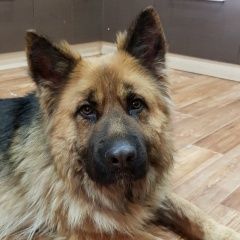 Подробнее об объявлении «Найдена собака ищем старого или нового хозяина Белгород» Фото: найдена собака Немецкая овчарка «Найдена собака ищем старого или нового хозяина...» в г. Белгород