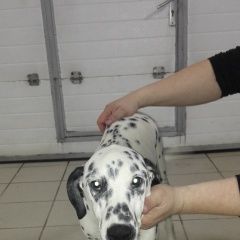 Подробнее об объявлении «Воронеж Найдена собака кобель» Фото: найдена собака Далматин «Воронеж Найдена собака кобель» в г. Воронеж