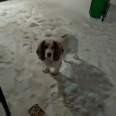 Подробнее об объявлении «Найдена собака Тюмень» Фото: найдена собака  «Найдена собака Тюмень» в г. Тюмень