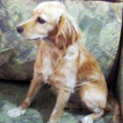 Подробнее об объявлении «Найдена собака Краснодар» Фото: найдена собака  «Найдена собака Краснодар» в г. Краснодар