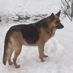 Подробнее об объявлении «Воронеж Найдена собака» Фото: найдена собака Немецкая овчарка «Воронеж Найдена собака» в г. Воронеж
