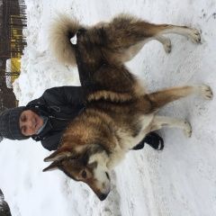 Подробнее об объявлении «Найдена собака кобель лайка Истра» Фото: найдена собака Западно-сибирская лайка «Найдена собака кобель лайка Истра» в г. Истра