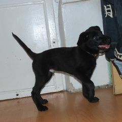 Подробнее об объявлении «Найдена собака кобель ищем новый дом мальчик 2 мес Москва» Фото: найдена собака  «Найдена собака кобель ищем новый дом мальчик 2...» в г. Москва