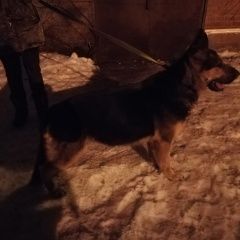 Подробнее об объявлении «Воронеж Найдена собака девочка немецкой овчарки» Фото: найдена собака Немецкая овчарка «Воронеж Найдена собака девочка немецкой овчарки» в г. Воронеж