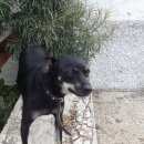 Подробнее об объявлении «Красноярск Найдена собака прибился той терьер» Фото: найдена собака Той-терьер «Красноярск Найдена собака прибился той терьер» в г. Красноярск