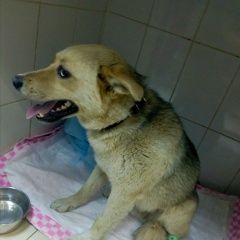 Подробнее об объявлении «Найдена собака кобель Химки» Фото: найдена собака  «Найдена собака кобель Химки» в г. Химки