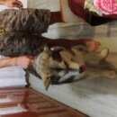 Подробнее об объявлении «Найдена собака Ангарск» Фото: найдена собака Сибирская хаски «Найдена собака Ангарск» в г. Ангарск