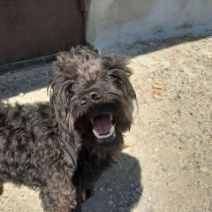 Подробнее об объявлении «Найдена собака кобель Кемерово» Фото: найдена собака Пудель «Найдена собака кобель Кемерово» в г. Кемерово