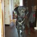 Подробнее об объявлении «Старая Русса Найдена собака охотничья собака» Фото: найдена собака Пойнтер «Старая Русса Найдена собака охотничья собака» в г. Старая Русса