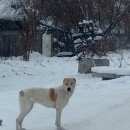 Подробнее об объявлении «Красноярск Найдена собака» Фото: найдена собака  «Красноярск Найдена собака» в г. Красноярск