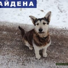 Подробнее об объявлении «Найдена собака Ульяновск» Фото: найдена собака  «Найдена собака Ульяновск» в г. Ульяновск