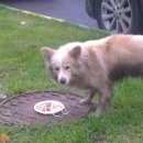 Подробнее об объявлении «Найдена собака хозяева отзовитесь, собака погибает Нижний Новгород» Фото: найдена собака  «Найдена собака хозяева отзовитесь, собака...» в г. Нижний Новгород