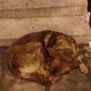 Подробнее об объявлении «Найдена собака аэропорт шереметьево, т. д Химки» Фото: найдена собака  «Найдена собака аэропорт шереметьево, т. д Химки» в г. Химки