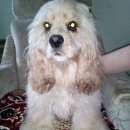 Подробнее об объявлении «Белгород Найдена собака кобель спаниель» Фото: найдена собака  «Белгород Найдена собака кобель спаниель» в г. Белгород