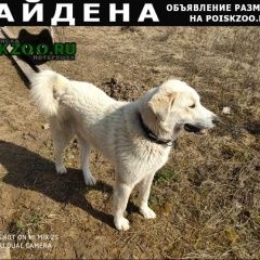 Подробнее об объявлении «Калязин Найдена собака кобель в районе поселка павлова пристань» Фото: найдена собака  «Калязин Найдена собака кобель в районе поселка...» в г. Калязин