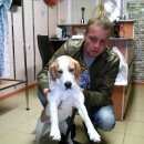 Подробнее об объявлении «Найдена собака ищет хозяина    Егорьевск» Фото: найдена собака Бигль «Найдена собака ищет хозяина    Егорьевск» в г. Егорьевск