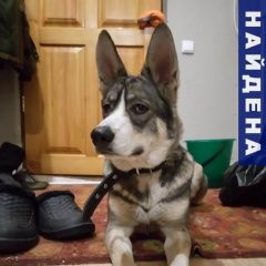 Подробнее об объявлении «Красноярск Найдена собака кобель» Фото: найдена собака Западно-сибирская лайка «Красноярск Найдена собака кобель» в г. Красноярск