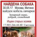 Подробнее об объявлении «Найдена собака кобель овчарки, митино Москва» Фото: найдена собака Немецкая овчарка «Найдена собака кобель овчарки, митино Москва» в г. Москва