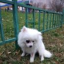 Подробнее об объявлении «Найдена собака кобель шпиц Москва» Фото: найдена собака Немецкий шпиц «Найдена собака кобель шпиц Москва» в г. Москва