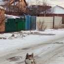 Подробнее об объявлении «Батайск Найдена собака» Фото: найдена собака Сибирская хаски «Батайск Найдена собака» в г. Батайск