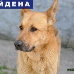 Подробнее об объявлении «Найдена собака кобель овчарки Таганрог» Фото: найдена собака Немецкая овчарка «Найдена собака кобель овчарки Таганрог» в г. Таганрог