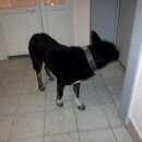 Подробнее об объявлении «Найдена собака кобель, . Тюмень» Фото: найдена собака  «Найдена собака кобель, . Тюмень» в г. Тюмень