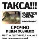 Подробнее об объявлении «Найдена собака кобель такса, рыжий с ошейником Краснодар» Фото: найдена собака Такса «Найдена собака кобель такса, рыжий с ошейником...» в г. Краснодар