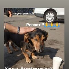 Подробнее об объявлении «Найдена собака кобель такса Химки» Фото: найдена собака Такса «Найдена собака кобель такса Химки» в г. Химки