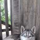 Подробнее об объявлении «Найдена собака Нижний Новгород» Фото: найдена собака Сибирская хаски «Найдена собака Нижний Новгород» в г. Нижний Новгород