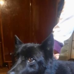 Подробнее об объявлении «Найдена собака кобель лайка, кобель Александров» Фото: найдена собака  «Найдена собака кобель лайка, кобель Александров» в г. Александров