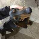 Подробнее об объявлении «Найдена собака кобель такса, кобель Череповец» Фото: найдена собака Такса «Найдена собака кобель такса, кобель Череповец» в г. Череповец