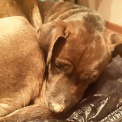 Подробнее об объявлении «Талдом Найдена собака.» Фото: найдена собака  «Талдом Найдена собака.» в г. Талдом