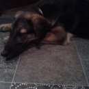 Подробнее об объявлении «Найдена собака кобель Нижний Новгород» Фото: найдена собака  «Найдена собака кобель Нижний Новгород» в г. Нижний Новгород